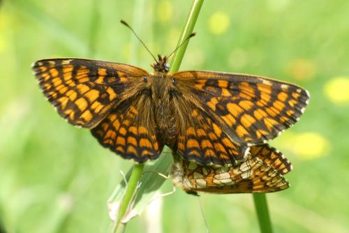Melitaea athalia